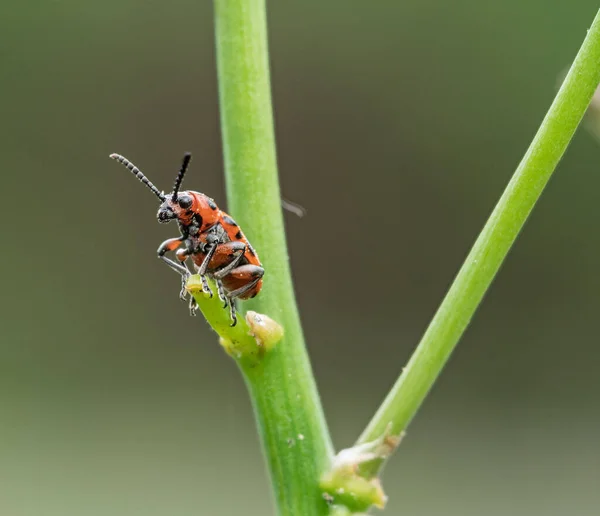 アスパラガスの芽の上にアスパラガスのカブトムシを発見しました アスパラガス作物の主な害虫 — ストック写真