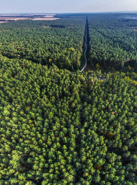 Aerial Panoramic View Evergreen Pine Forest Road Pathing Forest — Stock Photo, Image