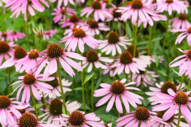 Beautiful flower heads of echinacea. Nature background. clipart