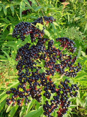 Mürver ya da Sambucus üzümleri çalıların üzerinde taze taze..