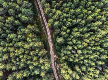 Sonsuza dek yeşil çam ormanının havadan görünüşü. Ormanın içinden geçen yol..