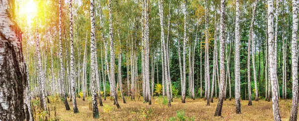 美しい秋の白樺林 黄色の草の背景に白い白樺の木のカラフルな明るい樹皮 — ストック写真
