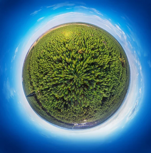 Panorama Esférico Floresta Pinheiros Perene Forma Globo — Fotografia de Stock