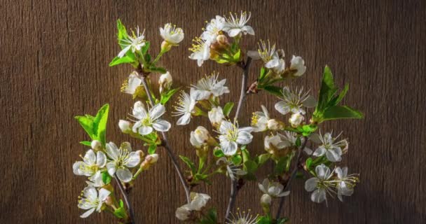Ανοιξιάτικα Λουλούδια Άνθη Κερασιάς Κλαδί Κερασιάς Ξύλινο Φόντο Χρόνος Λήξης — Αρχείο Βίντεο