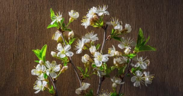 Flores Primavera Flores Cereja Uma Flor Ramo Cereja Fundo Madeira — Vídeo de Stock