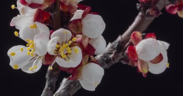 春の花 黒の背景にアプリコットの枝にアプリコットの花を咲かせます 時間の経過 — ストック動画