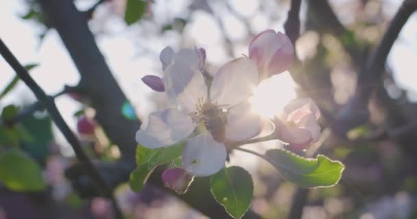 Tavaszi virágok. Alma virágok alma ág virágzik a természet hátterében.
