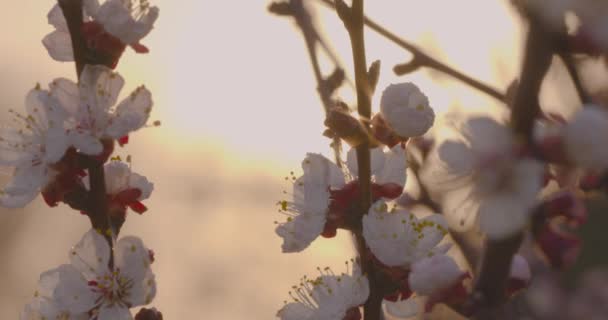 Frühlingsblumen Aprikosenblüten Auf Aprikosenzweigen Blühen Vor Einem Goldenen Sonnenuntergang — Stockvideo