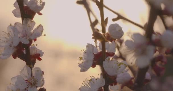 Flores Primavera Flores Damasco Flor Ramo Damasco Contra Pôr Sol — Vídeo de Stock