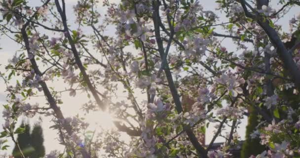 Voorjaarsbloemen Appelbloemen Een Pruimen Tak Bloesem Een Natuur Achtergrond — Stockvideo