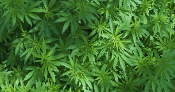 Medicinal Cannabis Sale Aire Libre — Vídeo de stock