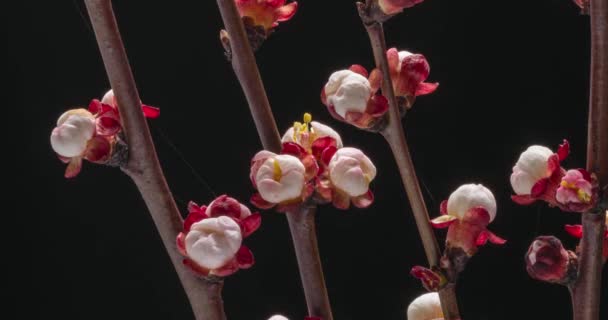 Vårblomster Aprikosblomster Aprikosgren Blomstrer Svart Bakgrunn – stockvideo