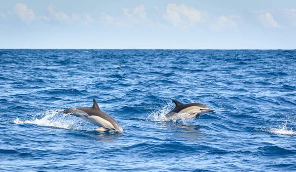 Golfinhos Surfando Superfície Mar — Fotografia de Stock