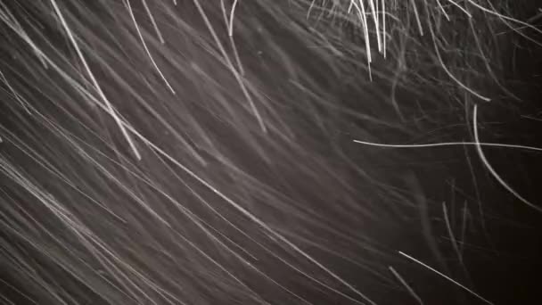 Падаючий сніг на чорному тлі — стокове відео