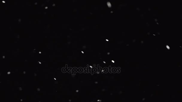 Queda de neve no fundo preto — Vídeo de Stock
