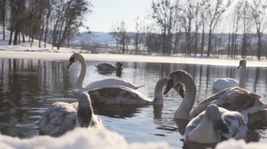 Güzel kuğu kuş aile kış Gölü
