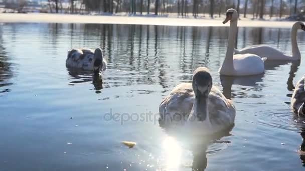 Vackra fåglar Svanfamilj på vintern Lake — Stockvideo