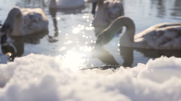 Bella famiglia di uccelli cigno al lago d'inverno — Video Stock