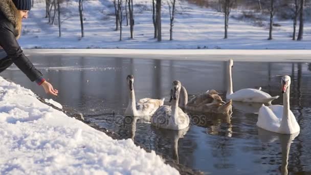 Kvinna frön vackra fåglar Svanfamilj på vintern Lake — Stockvideo