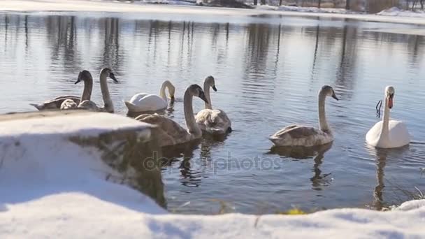 Linda família de pássaros cisnes no lago de inverno — Vídeo de Stock