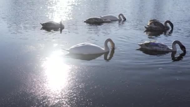 Linda família de pássaros cisnes no lago de inverno — Vídeo de Stock