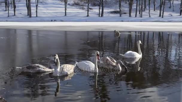 Vackra fåglar Svanfamilj på vintern Lake — Stockvideo