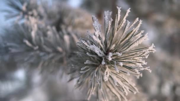 Agulhas de árvore congeladas — Vídeo de Stock
