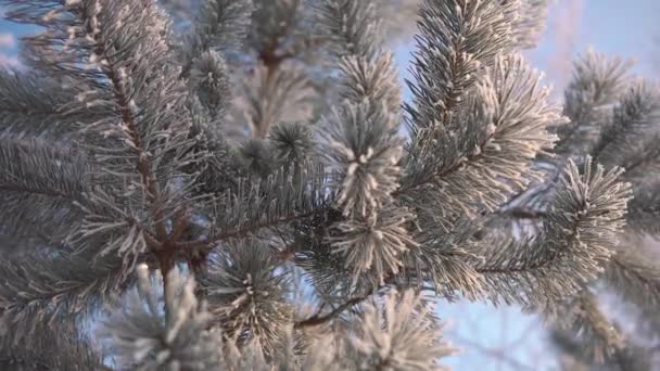 Agulhas de árvore congeladas — Vídeo de Stock