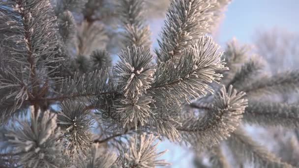 Agujas de árbol congeladas — Vídeos de Stock