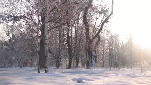 Aghi per alberi congelati — Video Stock