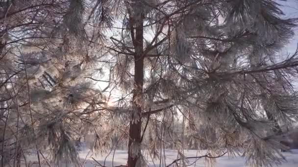 Frozen Tree Needles — Stock Video