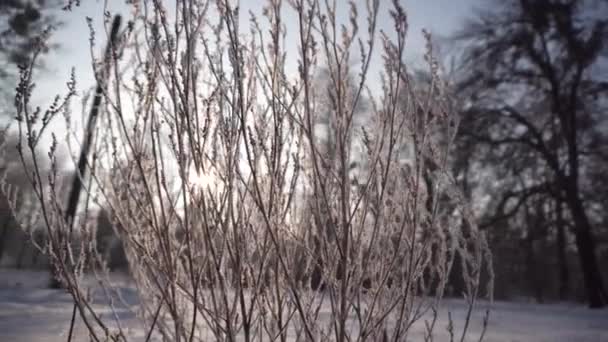 Sunset'teki donmuş Bush — Stok video