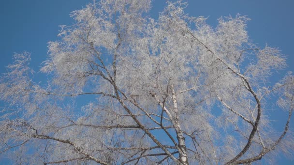 Parte superior del árbol congelado — Vídeo de stock