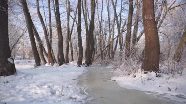 Gefrorenes Wasser fließt im Wald — Stockvideo