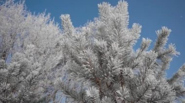 Donmuş Ağaç İğneleri