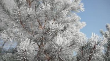 Donmuş Ağaç İğneleri