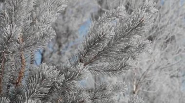 Donmuş Ağaç İğneleri