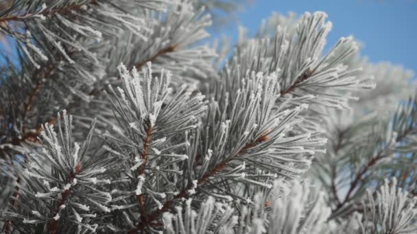 Agujas de árbol congeladas — Vídeos de Stock