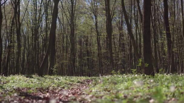 Soliga dag våren skogsväg — Stockvideo