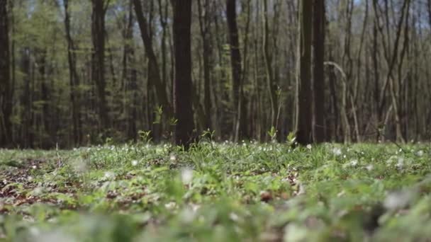 Zonnige dag voorjaar bos bloemen — Stockvideo