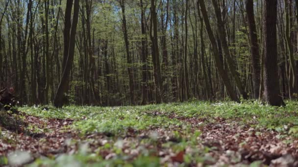 Zonnige dag voorjaar Forest Road — Stockvideo