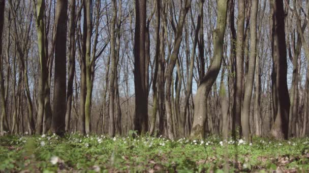 Zonnige dag voorjaar Forest — Stockvideo
