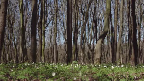 阳光明媚的一天春天森林 — 图库视频影像