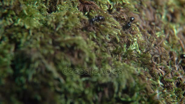개미의 매크로 생활 — 비디오