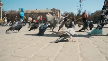 Şehir güvercinler tohum çocuk