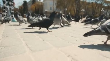 Şehir güvercinler tohumlama