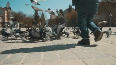 Şehir güvercinler tohumlama