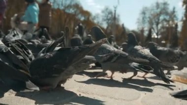 Şehir güvercinler tohumlama