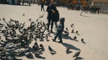 Aile şehir güvercinler tohumlama