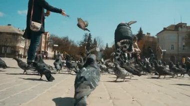 Aile şehir güvercinler tohumlama